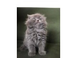 Scottish Longhair Çok Uygun 3aylık