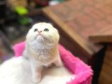 Show Kalite Scottish Fold Yavrumuz