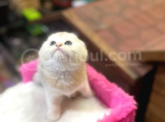 Show Kalite Scottish Fold Yavrumuz