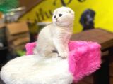 Show Kalite Scottish Fold Yavrumuz