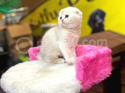 Show Kalite Scottish Fold Yavrumuz görsel