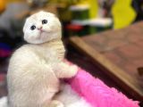 Show Kalite Scottish Fold Yavrumuz