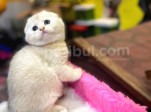 Show Kalite Scottish Fold Yavrumuz görsel