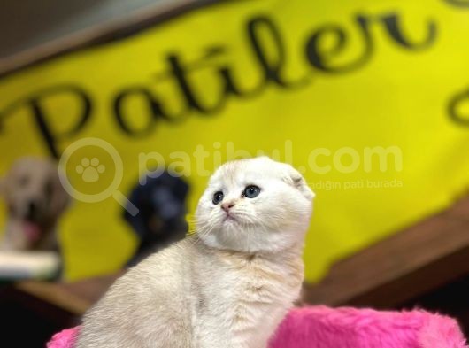 Show Kalite Scottish Fold Yavrumuz görsel