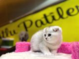 Show Kalite Scottish Fold Yavrumuz