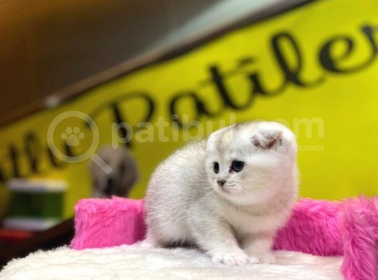 Show Kalite Scottish Fold Yavrumuz görsel
