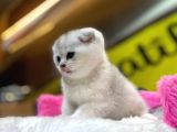 Show Kalite Scottish Fold Yavrumuz