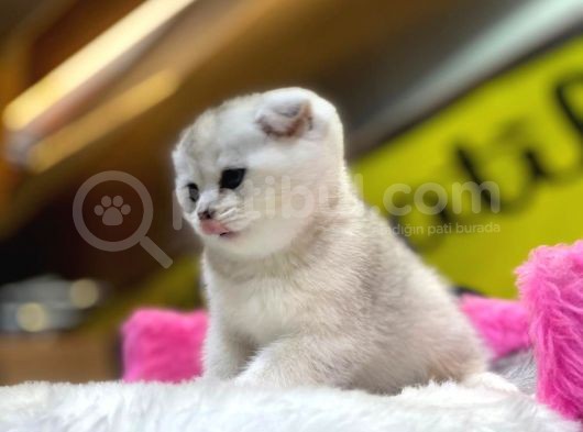 Show Kalite Scottish Fold Yavrumuz görsel