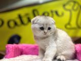 Show Kalite Scottish Fold Yavrumuz