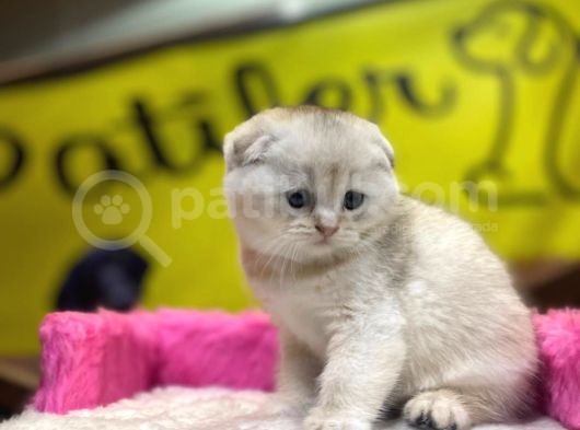 Show Kalite Scottish Fold Yavrumuz görsel