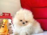 Mükemmel Kalitede Pomeranian Boo Yavrular