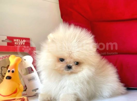 Mükemmel Kalitede Pomeranian Boo Yavrular