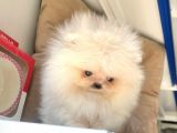 Mükemmel Kalitede Pomeranian Boo Yavrular