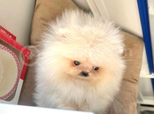 Mükemmel Kalitede Pomeranian Boo Yavrular görsel