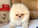 Mükemmel Kalitede Pomeranian Boo Yavrular