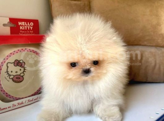 Mükemmel Kalitede Pomeranian Boo Yavrular görsel