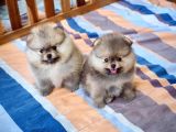 Orjinal Pomeranian Boo