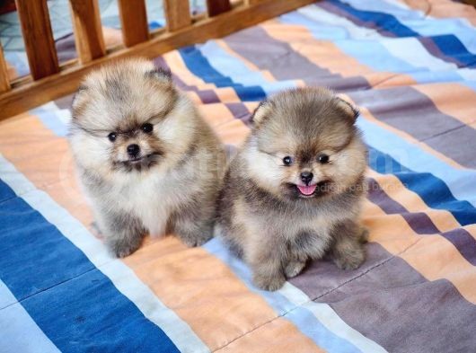 Orjinal Pomeranian Boo