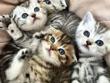 Scottish Fold