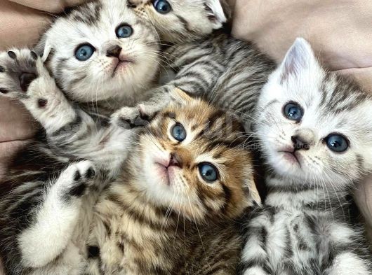 Scottish Fold