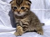 Scottish Fold