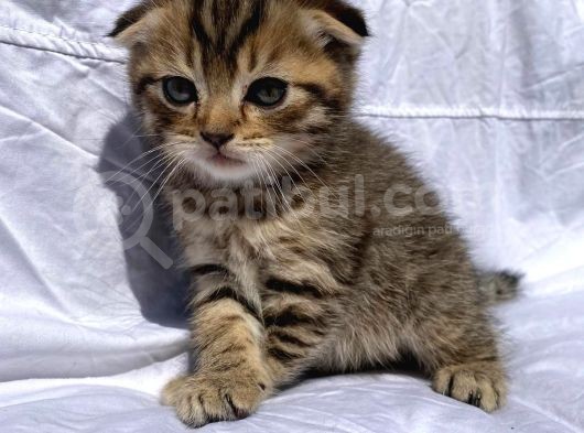 Scottish Fold görsel