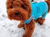 Orijinal Toy Poodle Eşleşmek Için Dişi Arıyorum