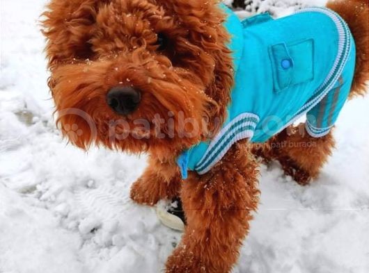 Orijinal Toy Poodle Eşleşmek Için Dişi Arıyorum görsel