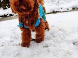 Orijinal Toy Poodle Eşleşmek Için Dişi Arıyorum