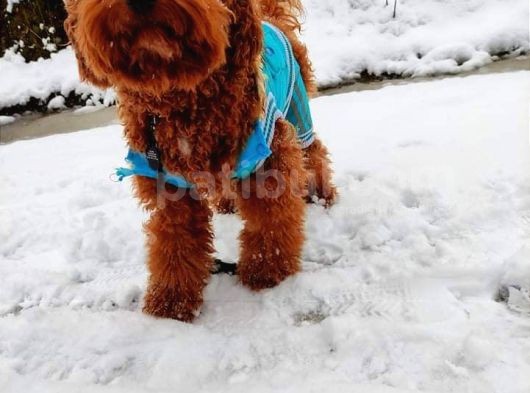 Orijinal Toy Poodle Eşleşmek Için Dişi Arıyorum görsel
