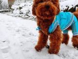 Orijinal Toy Poodle Eşleşmek için Dişi Arıyorum