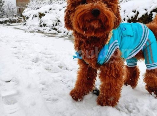 Orijinal Toy Poodle Eşleşmek Için Dişi Arıyorum