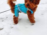 Orijinal Toy Poodle Eşleşmek Için Dişi Arıyorum