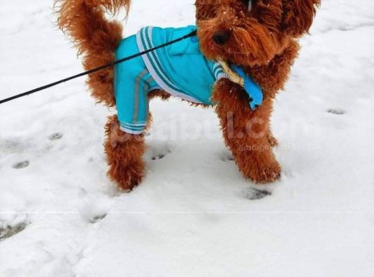 Orijinal Toy Poodle Eşleşmek Için Dişi Arıyorum görsel