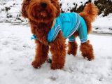 Orijinal Toy Poodle Eşleşmek Için Dişi Arıyorum