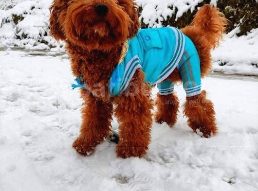 Orijinal Toy Poodle Eşleşmek Için Dişi Arıyorum görsel