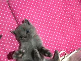 Bri̇ti̇sh Shorthai̇r Safkan Kendi̇ Ev Kedi̇mi̇zi̇n Yavrularimız