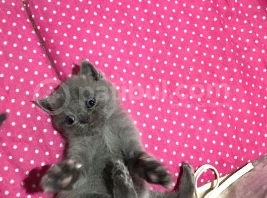 Bri̇ti̇sh Shorthai̇r Safkan Kendi̇ Ev Kedi̇mi̇zi̇n Yavrularimız