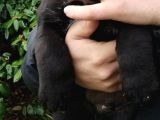 38 Günlük Scr'li Presa Canari̇o Yavrulari