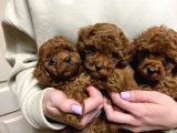 Red Brown Toy Poodle Yavrular