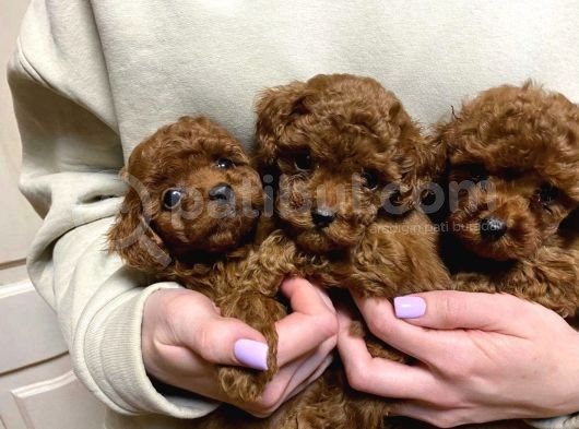 Red Brown Toy Poodle Yavrular