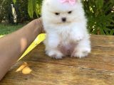Ayı Surat Sevimli Mini Boy Pomeranian Yavrular