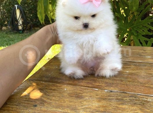 Ayı Surat Sevimli Mini Boy Pomeranian Yavrular görsel
