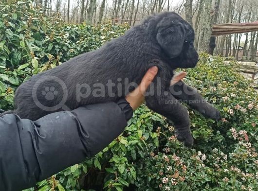 38 Günlük Scr'Li Presa Canari̇o Yavrulari görsel