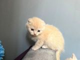 Sevi̇mli̇ Kedi̇leri̇mi̇z Sahi̇pleri̇ni̇ Bekli̇yor