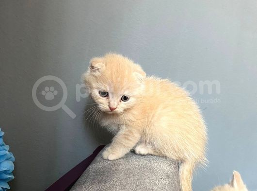 Sevi̇mli̇ Kedi̇leri̇mi̇z Sahi̇pleri̇ni̇ Bekli̇yor görsel