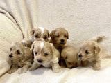 Maltipoo Dizayn Irk Sevimli Yavrular