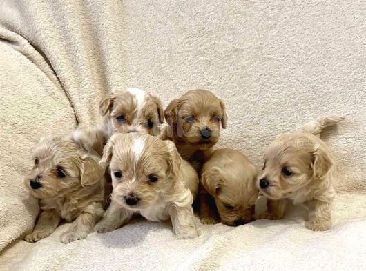 Maltipoo Dizayn Irk Sevimli Yavrular
