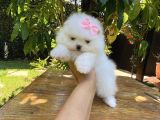 Ayı Surat Sevimli Mini Boy Pomeranian Yavrular