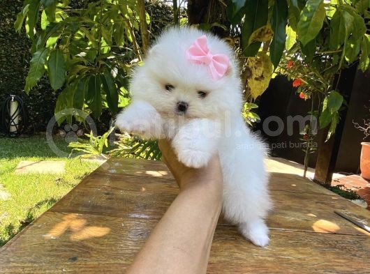 Ayı Surat Sevimli Mini Boy Pomeranian Yavrular görsel